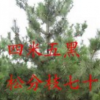 黑松 側柏 油松