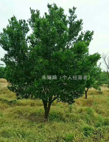 精品相橘樹