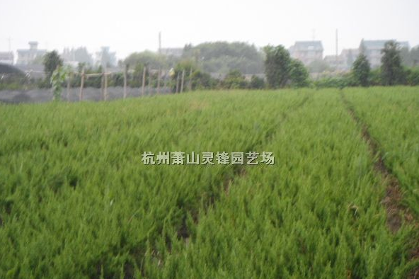 龍柏