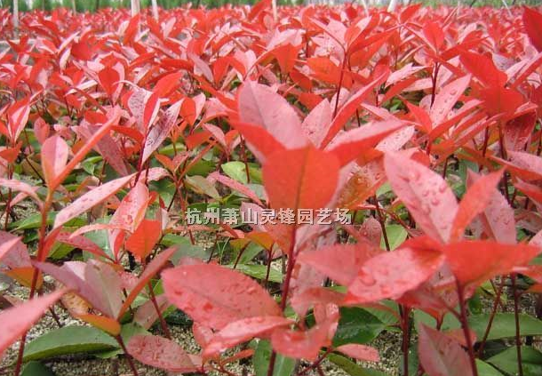 紅葉石楠