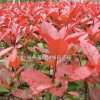 紅葉石楠