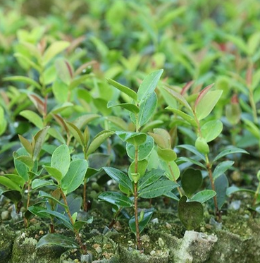 一年生油茶苗 廠家批發茶樹直銷 苗木湘林長林 高產優質營養豐富