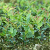 一年生油茶苗 廠家批發茶樹直銷 苗木湘林長林 高產優質營養豐富