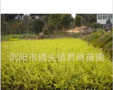 直銷金葉女貞小苗 綠化苗木 大苗 小苗 女貞苗木 叢生苗 色塊類