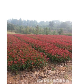 紅葉石楠小苗 紅葉石楠球 彩色苗木 綠化工程用苗 大小齊全 包活