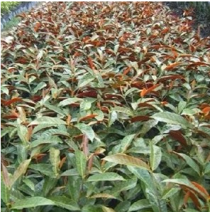 紅背桂