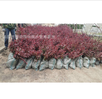 供應密枝紅葉李容器苗 80公分高密枝紅葉李容器苗 密枝紅葉李價格
