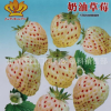 奶油草莓 約40粒