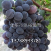 新品種葡萄苗種植的技術要點