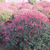 50公分紅葉石楠球