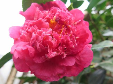 金華提供茶花嫁接技術(shù)服務(wù)