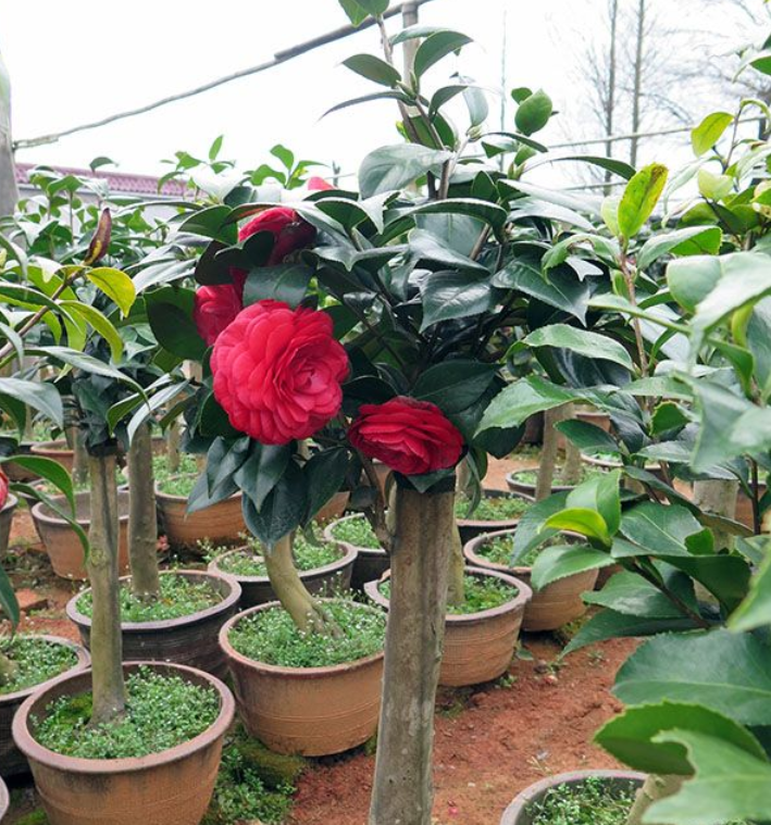 茶花盆栽 油茶嫁接全國承接