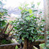 茶花盆景 油茶嫁接全國(guó)承接