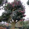 茶花大樹(shù) 油茶嫁接全國(guó)承接