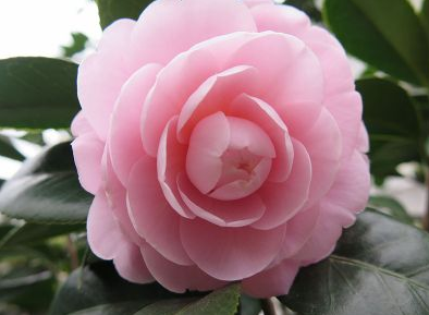 浙江供應(yīng)嫁接茶花技術(shù)服務(wù)