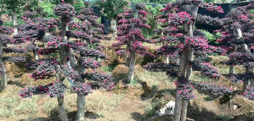 移栽香樟