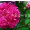 迪娜基夫亞哪里有供應，市場價格是多少