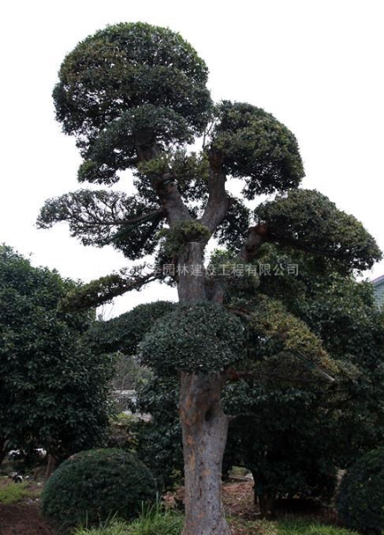 造型榔榆