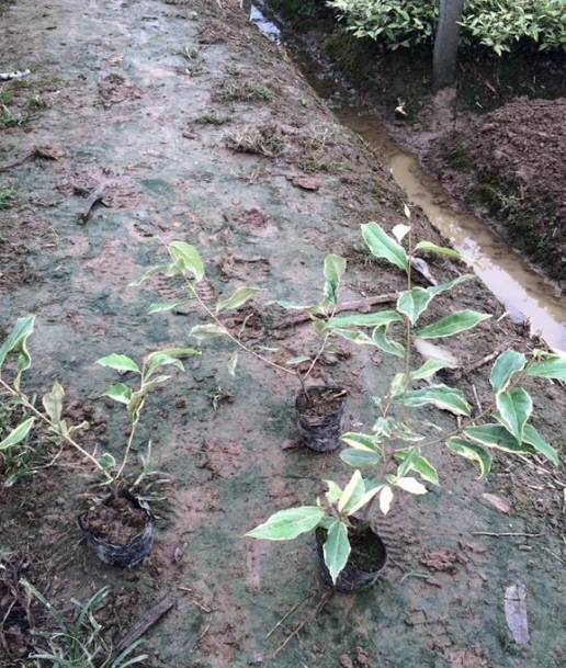 杭州金邊胡頹子