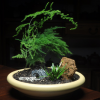 廠家現貨批發優質桂花樹苗 5-8公分 園林風景樹 行道樹 量大優惠