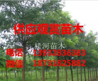 叢生五角楓