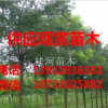 叢生五角楓