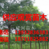 河北衡水山桃樹(shù)