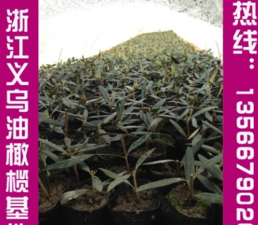 基地大量供應優(yōu)質(zhì)油橄欖掛果大樹油橄欖小苗移栽2年大樹