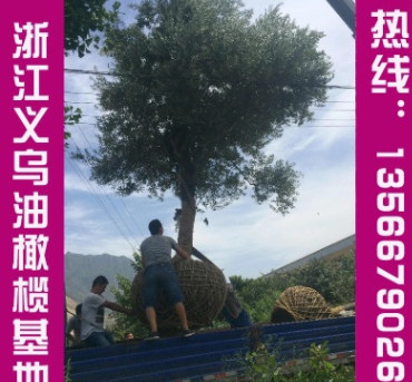 提供優(yōu)質(zhì)油橄欖苗木