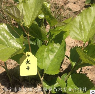 優(yōu)質(zhì)桑苗 長(zhǎng)期供應(yīng)桑樹苗 基地特供蠶桑苗多種規(guī)格（十大）桑葚苗