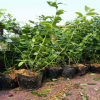 藍(lán)莓苗的種植方法PH值的范圍 裕農(nóng)20年專(zhuān)業(yè)培育適應(yīng)南北方藍(lán)莓苗