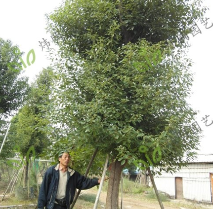 樟樹（香樟）Φ8-50cm