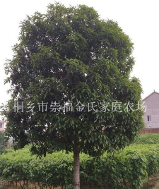 浙江嘉興桂花