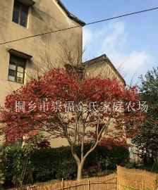 浙江嘉興紅楓