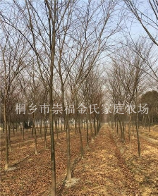 櫸樹