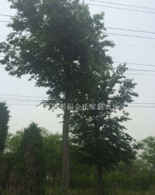 樸樹