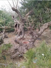 山東泰安櫻花