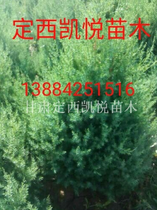 甘肅定西甘肅刺柏