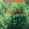 甘肅定西甘肅刺柏
