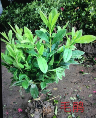 40g公分毛鵑苗