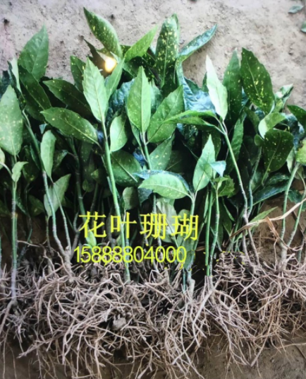供應(yīng)花葉珊瑚 花葉珊瑚苗 等各種綠化用苗