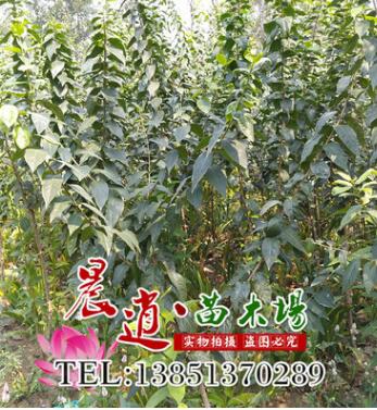 地臘梅工程綠化苗木臘梅 可嫁接 規格齊全 耐寒耐旱素心梅