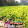 批發優質金森女貞 基地直銷 綠化工程色塊苗 金森女貞