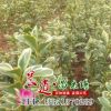 批發金邊黃楊 綠化苗木金邊黃楊苗 工程綠化