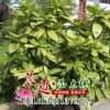 灑金珊瑚苗批發 批發花灌木苗 規格齊全 灑金珊瑚苗價格