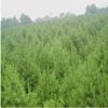 批發行道綠化苗木白皮松 規格齊全優質白皮松 四季常青白皮松
