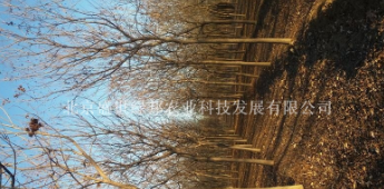 北京大興欒樹