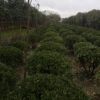 黃楊球