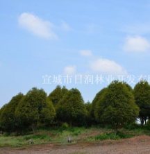 桂花
