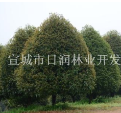 精品桂花